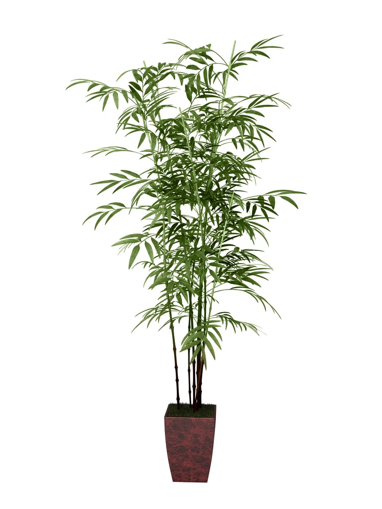 Planta de Bamboo