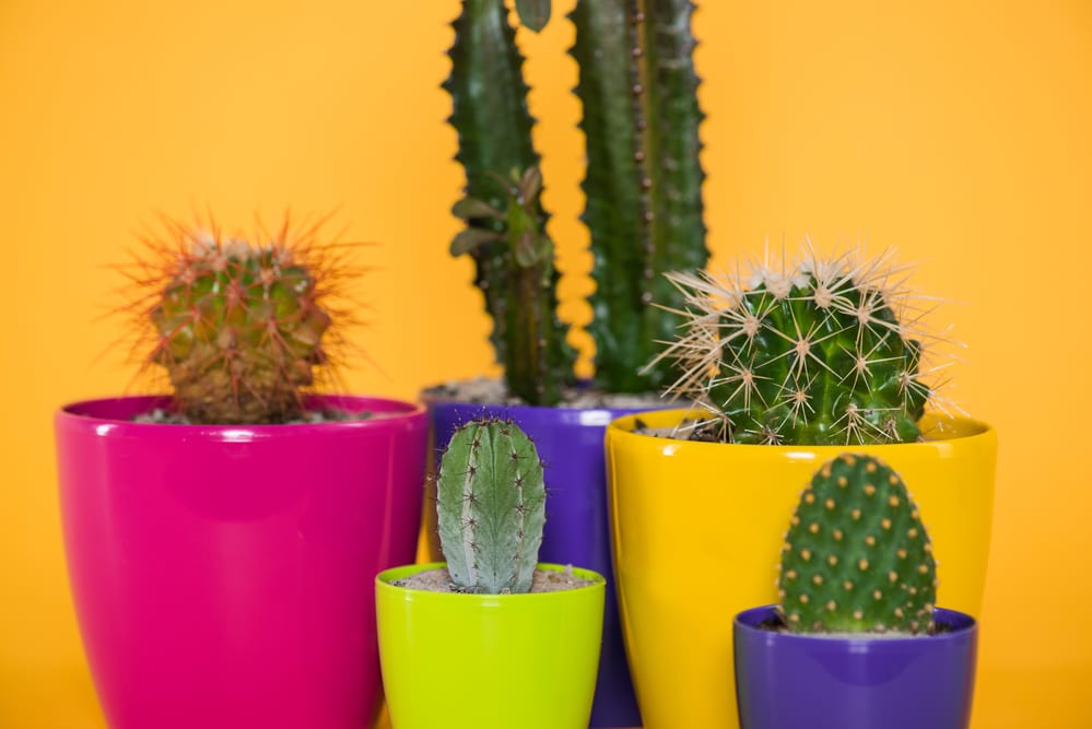 Plantas de cactus interior